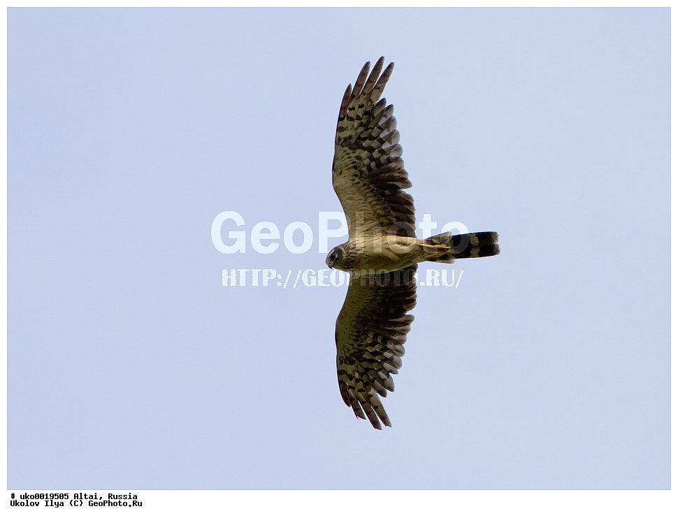 ���������� �����, ������, ��������, ��������, ������ �����, ������ �����, ��������, �����������, XYZ, ����������, Accipitridae, ������� ����, Circus macrourus