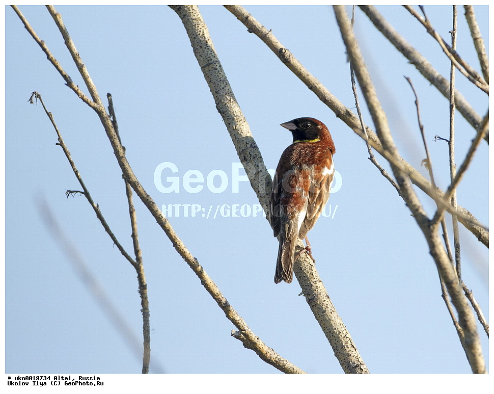 ���������� �����, ������, ��������, ��������, �����, �����, ��������, �����������, XYZ, ����������, Emberizidae, ���������, Emberiza aureola, Ocyris aureolus