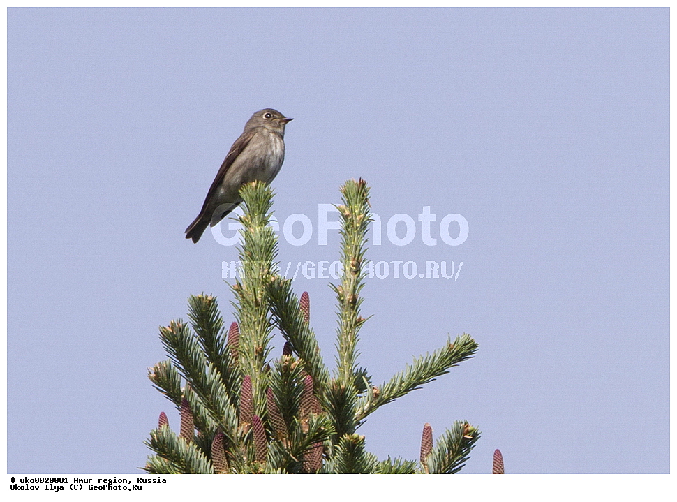 ���������, �������� �������, ������� ������, ������, ��������, ��������, �����, �����, ��������, �����������, XYZ,  ������������, Muscicapidae, ��������� ���������, Muscicapa sibirica