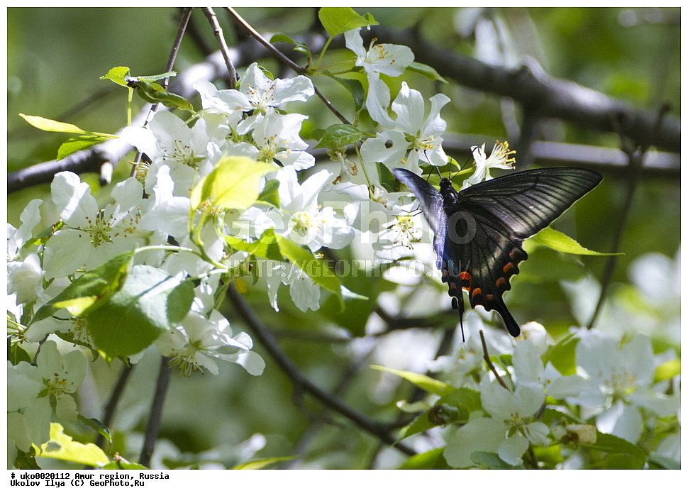 �������� �������, ������� ������, ������, ��������, ��������, ���������, ���������, �������, �������, XYZ, ���������, �����������, ��������, Papilionidae, �������� �����, ����������� �����, Papilio maackii, ��������������, �������������, ��������������