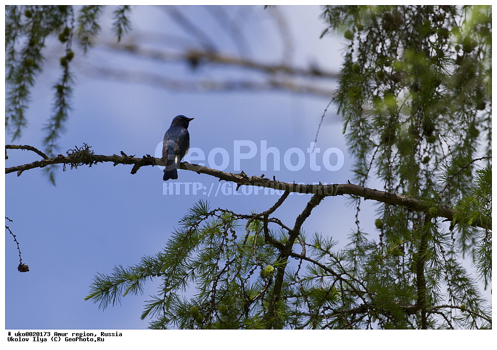 ���������, �������� �������, ������� ������, ������, ��������, ��������, �����, �����, ��������, �����������, XYZ,  ������������, Muscicapidae, ����� ���������, Cyanoptila cyanomelana, Muscicapa cyanomelana