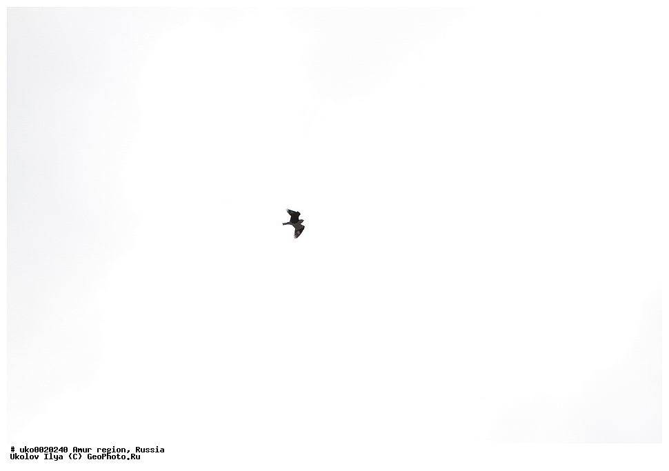 ���������, �������� �������, ������� ������, ������, ��������, ��������, �����, �����, ��������, �����������, XYZ, ��������������, Coraciidae, ��������� ���������, Eurystomus orientalis