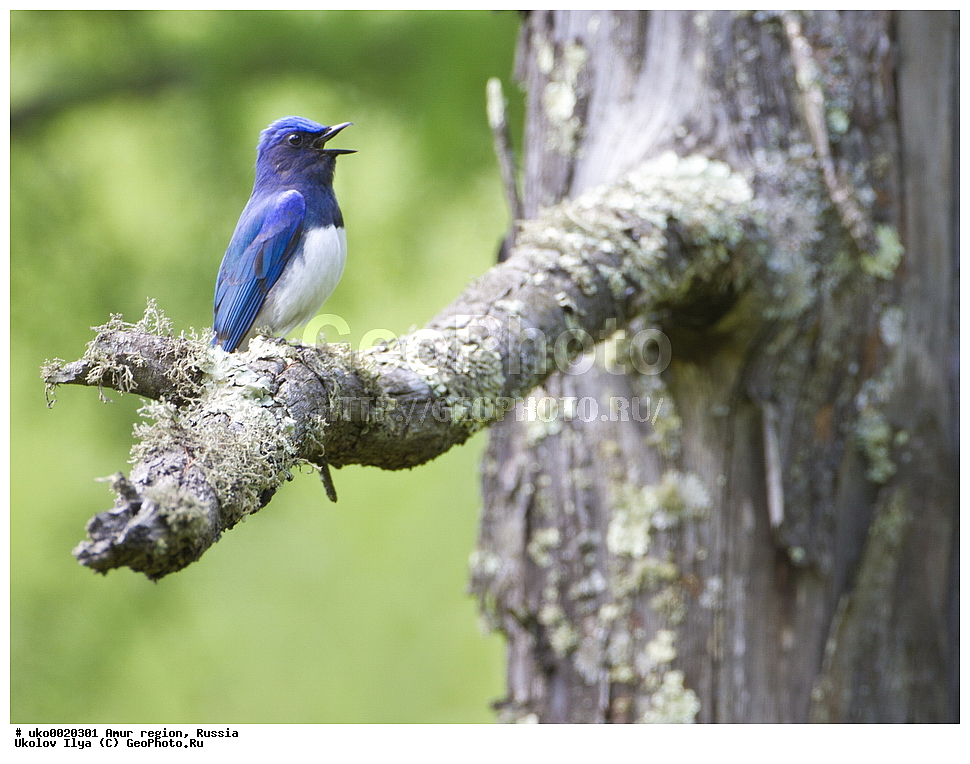 ���������, �������� �������, ������� ������, ������, ��������, ��������, �����, �����, ��������, �����������, XYZ,  ������������, Muscicapidae, ����� ���������, Cyanoptila cyanomelana, Muscicapa cyanomelana