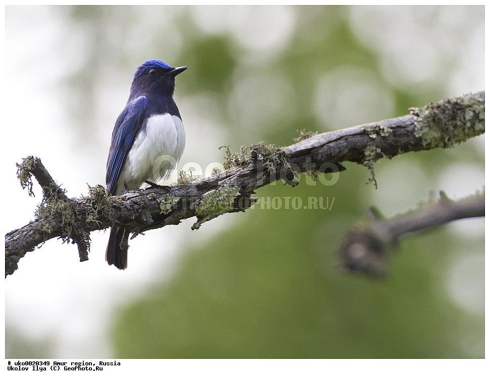 ���������, �������� �������, ������� ������, ������, ��������, ��������, �����, �����, ��������, �����������, XYZ,  ������������, Muscicapidae, ����� ���������, Cyanoptila cyanomelana, Muscicapa cyanomelana