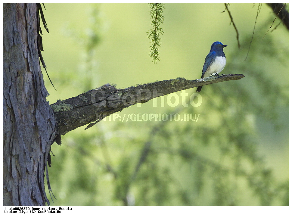 ���������, �������� �������, ������� ������, ������, ��������, ��������, �����, �����, ��������, �����������, XYZ,  ������������, Muscicapidae, ����� ���������, Cyanoptila cyanomelana, Muscicapa cyanomelana