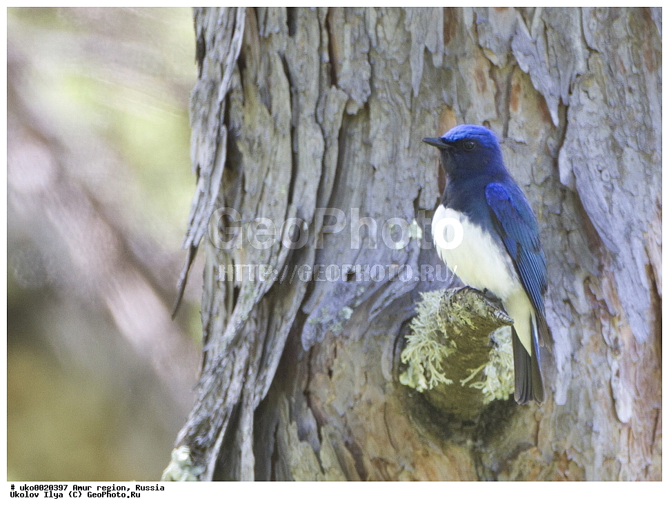 ���������, �������� �������, ������� ������, ������, ��������, ��������, �����, �����, ��������, �����������, XYZ,  ������������, Muscicapidae, ����� ���������, Cyanoptila cyanomelana, Muscicapa cyanomelana