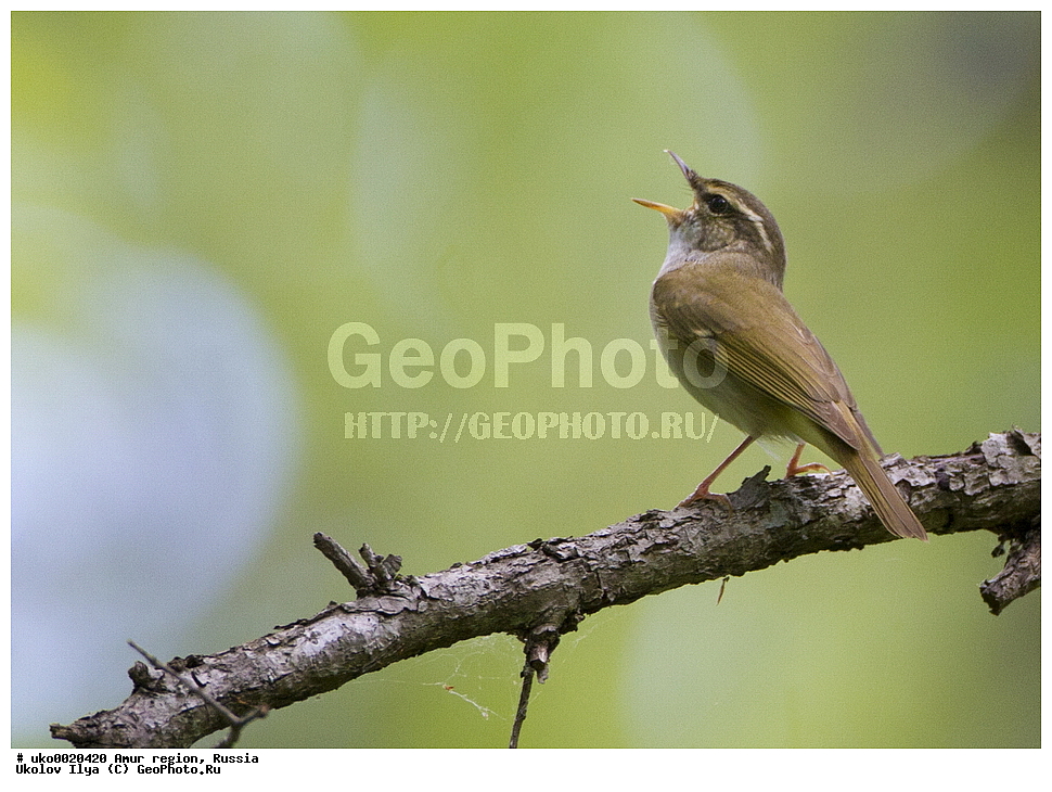 ���������, �������� �������, ������� ������, ������, ��������, ��������, �����, �����, ��������, �����������, XYZ,  ���������, Sylviidae, ����������, Phylloscopidae, ����������� �������, Phylloscopus tenellipes