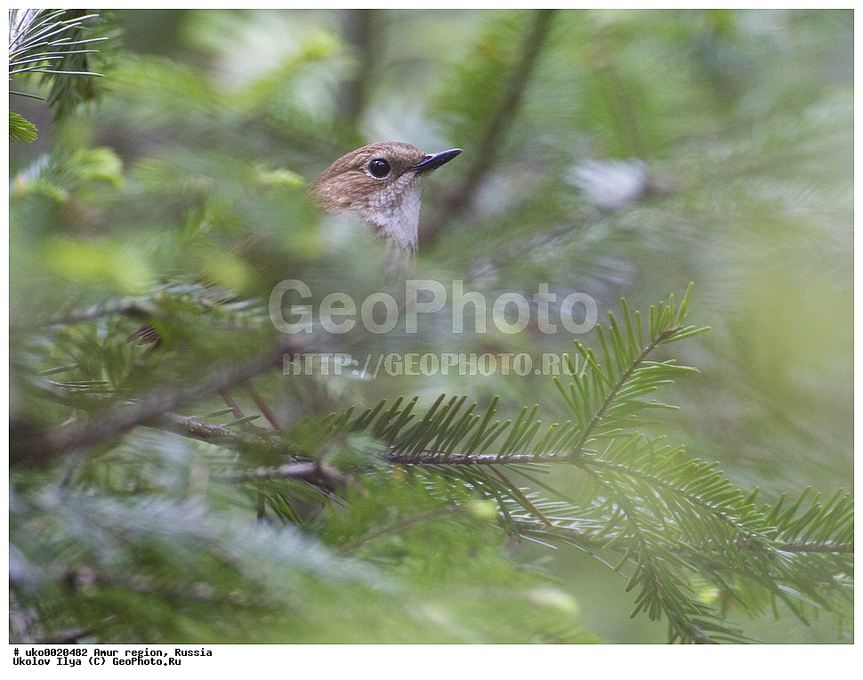 ���������, �������� �������, ������� ������, ������, ��������, ��������, �����, �����, ��������, �����������, XYZ,  ������������, Muscicapidae, �������-�������, Luscinia sibilans