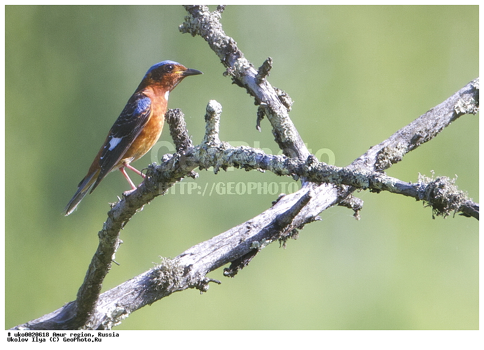 ���������, �������� �������, ������� ������, ������, ��������, ��������, �����, �����, ��������, �����������, XYZ,  ������������, Muscicapidae, ���������� �����, Monticola gularis