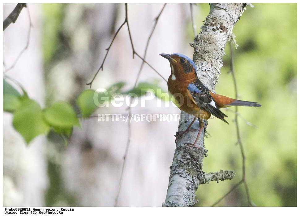 ���������, �������� �������, ������� ������, ������, ��������, ��������, �����, �����, ��������, �����������, XYZ,  ������������, Muscicapidae, ���������� �����, Monticola gularis