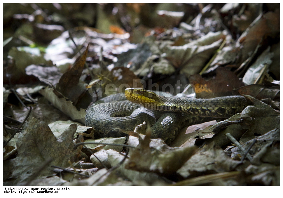 �������� �������, ������� ������, ������, ��������, ��������, ��������������, ��������������, ��������, ��������, ����, ����, XYZ, ���������, Viperidae, ����������� �����������, Gloydius ussuriensis