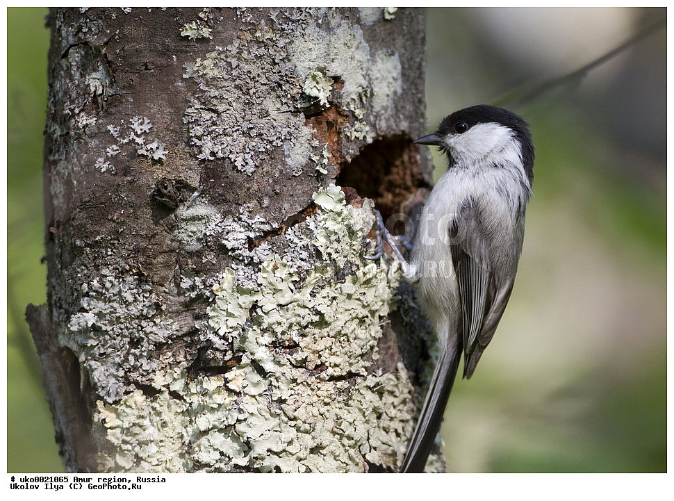 ���������, �������� �������, ������� ������, ������, ��������, ��������, �����, �����, ��������, �����������, XYZ, ���������, Paridae, ����������� ������, ������, Poecile montanus, Parus montanus