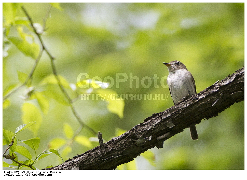 ���������, �������� �������, ������� ������, ������, ��������, ��������, �����, �����, ��������, �����������, XYZ,  ������������, Muscicapidae, ������������ ���������, Muscicapa dauurica, Muscicapa latirostris