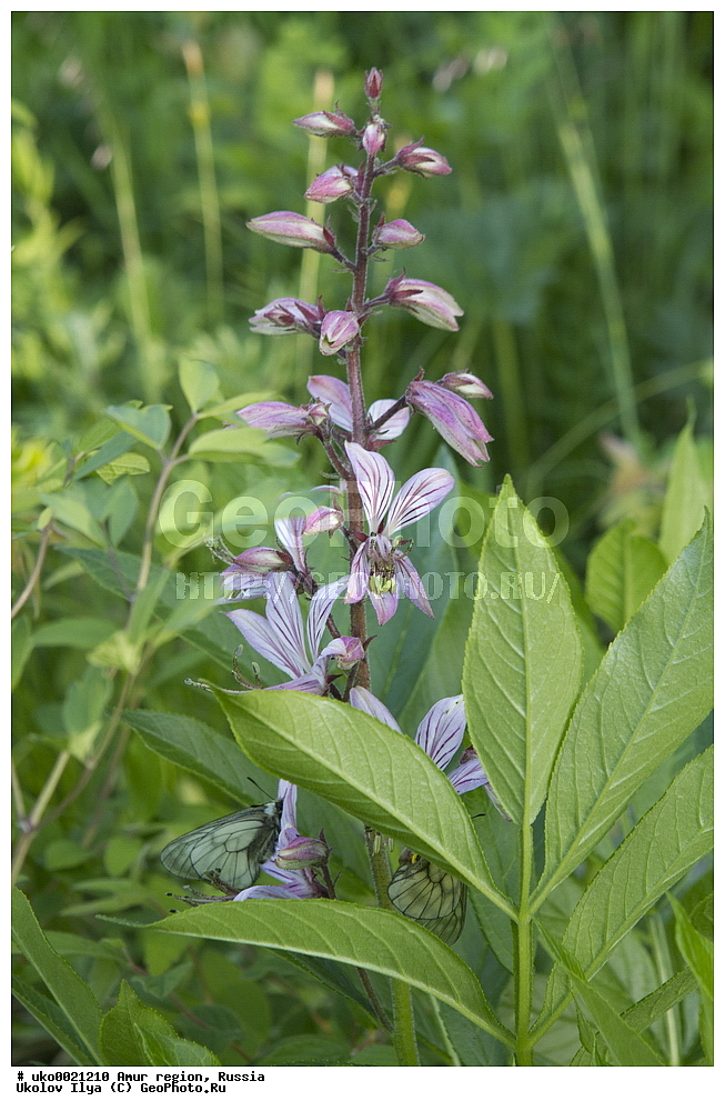  �������� �������, ������� ������, ������, ������ ��������, �����, ���������� ��������, ������������ ��������, ������������ ��������, ������, �����, XYZ, �������, Rutaceae, ������ ��������������, Dictamnus dasycarpus