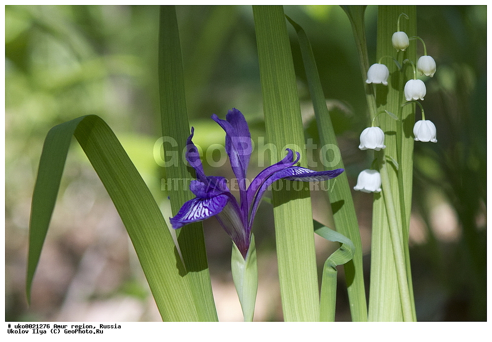 �������� �������, ������� ������, ������, ������ ��������, �����, ���������� ��������, ������������ ��������, ������������ ��������, ������, �����, XYZ, ����������, ���������, Convallariaceae, Asparagaceae, ������ �������, Convallaria majalis