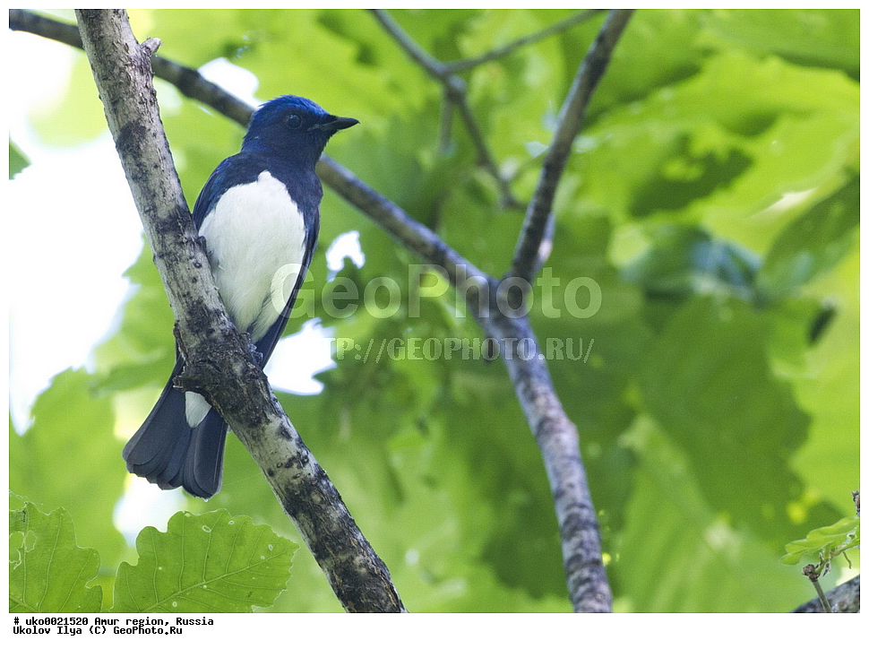 ���������, �������� �������, ������� ������, ������, ��������, ��������, �����, �����, ��������, �����������, XYZ,  ������������, Muscicapidae, ����� ���������, Cyanoptila cyanomelana, Muscicapa cyanomelana
