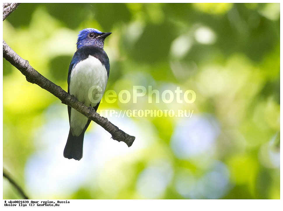 ���������, �������� �������, ������� ������, ������, ��������, ��������, �����, �����, ��������, �����������, XYZ,  ������������, Muscicapidae, ����� ���������, Cyanoptila cyanomelana, Muscicapa cyanomelana