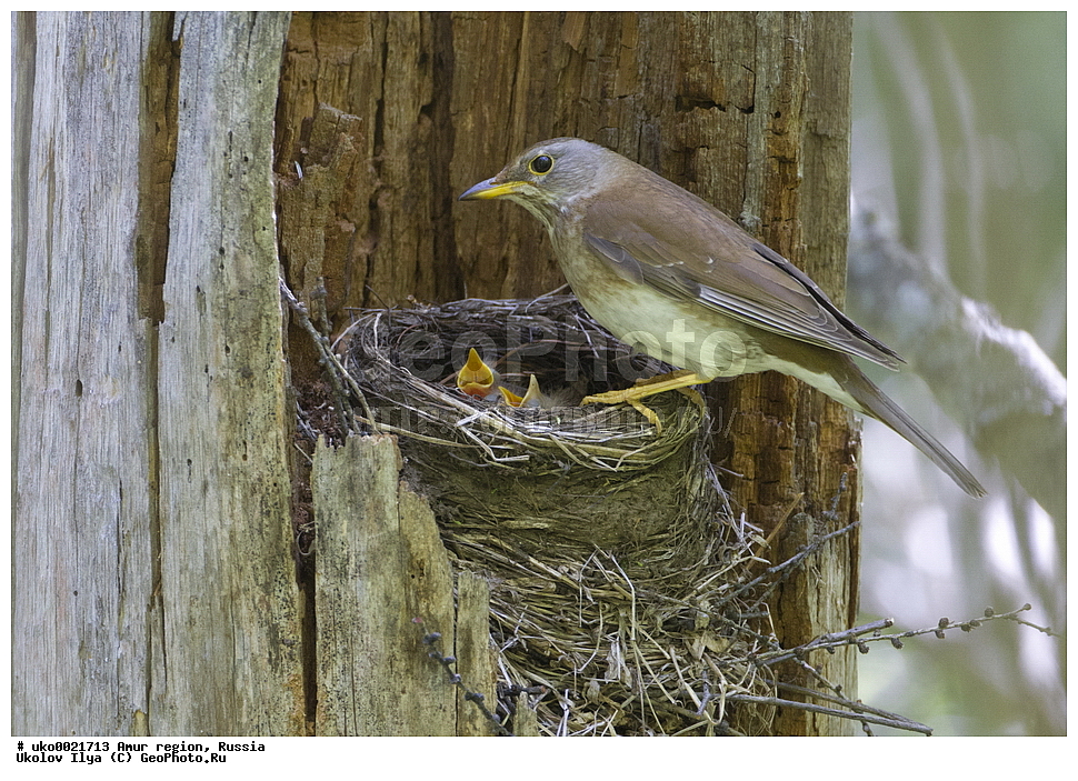 ���������, �������� �������, ������� ������, ������, ��������, ��������, �����, �����, ��������, �����������, XYZ, ���������, Turdidae, ������� �����, Turdus pallidus