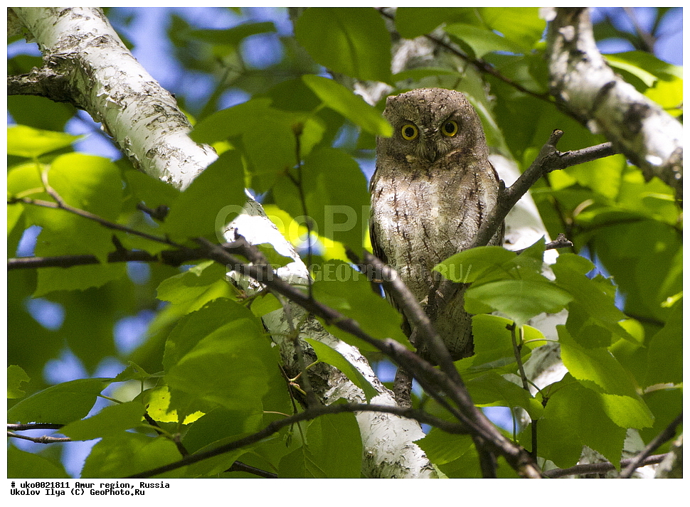 ���������, �������� �������, ������� ������, ������, ��������, ��������, �����, �����, ��������, �����������, XYZ, �������, ��������� ����, Strigidae, ����������� �����, ����������������� �����, Otus sunia