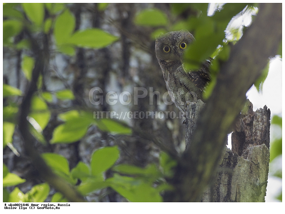���������, �������� �������, ������� ������, ������, ��������, ��������, �����, �����, ��������, �����������, XYZ, �������, ��������� ����, Strigidae, ����������� �����, ����������������� �����, Otus sunia