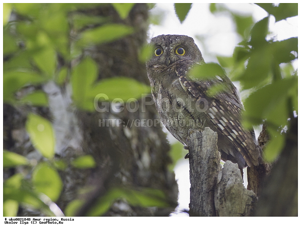 ���������, �������� �������, ������� ������, ������, ��������, ��������, �����, �����, ��������, �����������, XYZ, �������, ��������� ����, Strigidae, ����������� �����, ����������������� �����, Otus sunia
