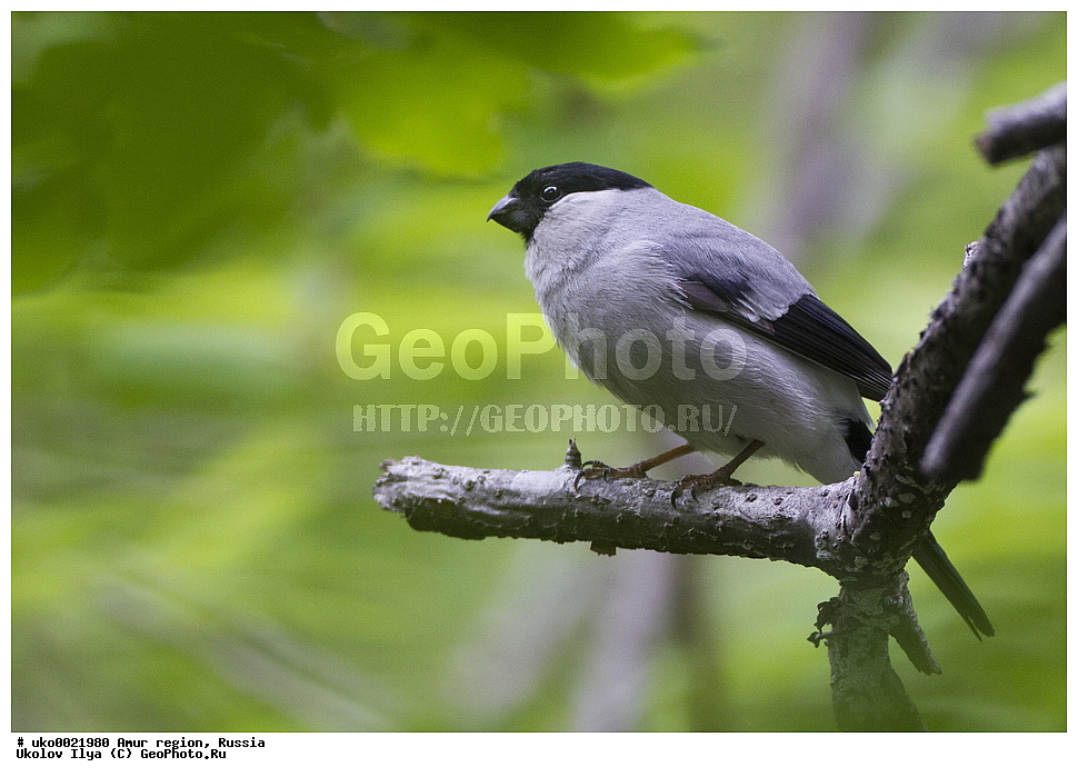 ���������, �������� �������, ������� ������, ������, ��������, ��������, �����, �����, ��������, �����������, XYZ, ���������, Fringillidae, ����� �������, ����������� �������, Pyrrhula cineracea, Pyrrhula pyrrhula cineracea