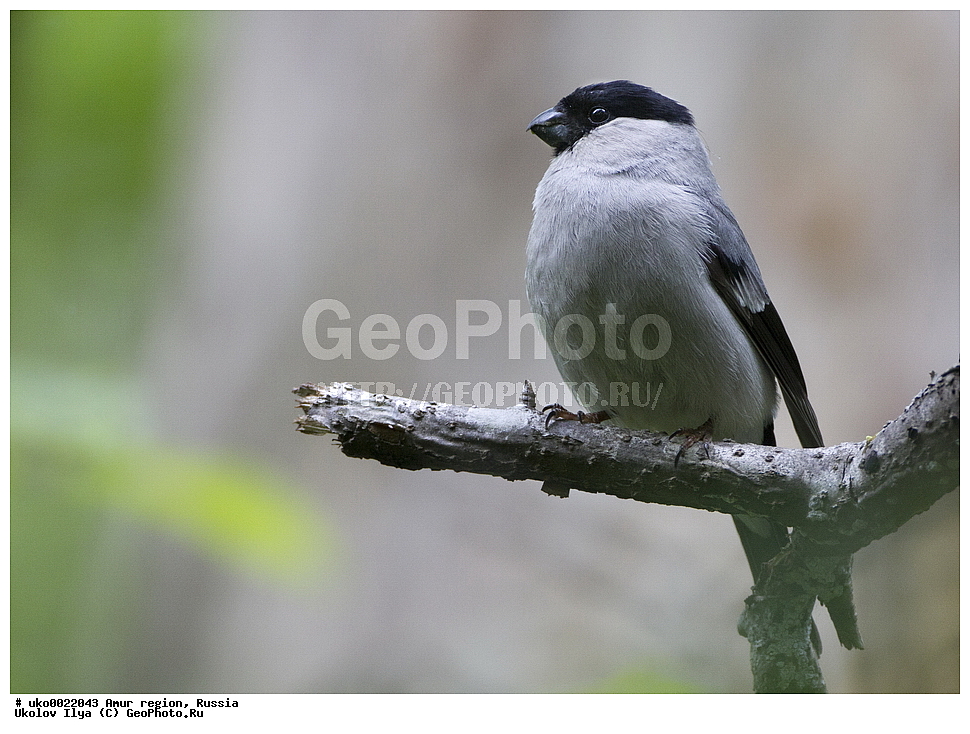 ���������, �������� �������, ������� ������, ������, ��������, ��������, �����, �����, ��������, �����������, XYZ, ���������, Fringillidae, ����� �������, ����������� �������, Pyrrhula cineracea, Pyrrhula pyrrhula cineracea