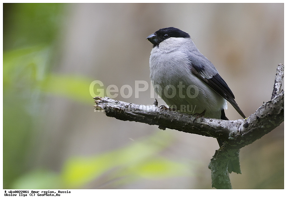 ���������, �������� �������, ������� ������, ������, ��������, ��������, �����, �����, ��������, �����������, XYZ, ���������, Fringillidae, ����� �������, ����������� �������, Pyrrhula cineracea, Pyrrhula pyrrhula cineracea