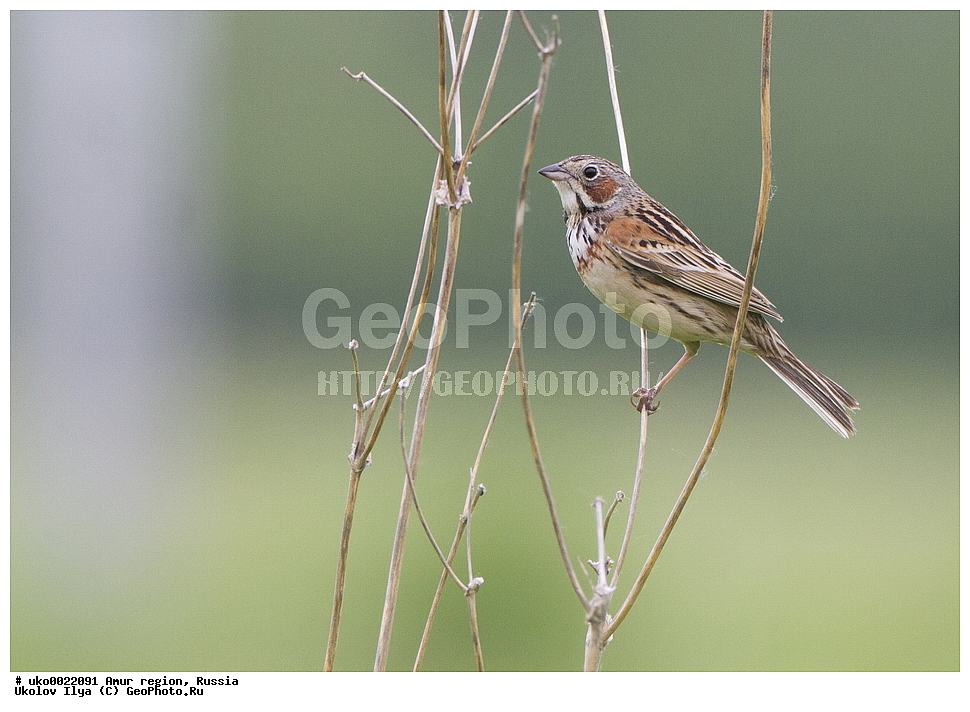 ������, �������� �������, ������� ������, ������, ��������, ��������, �����, �����, ��������, �����������, XYZ, ����������, Emberizidae, ����������� �������, Emberiza fucata