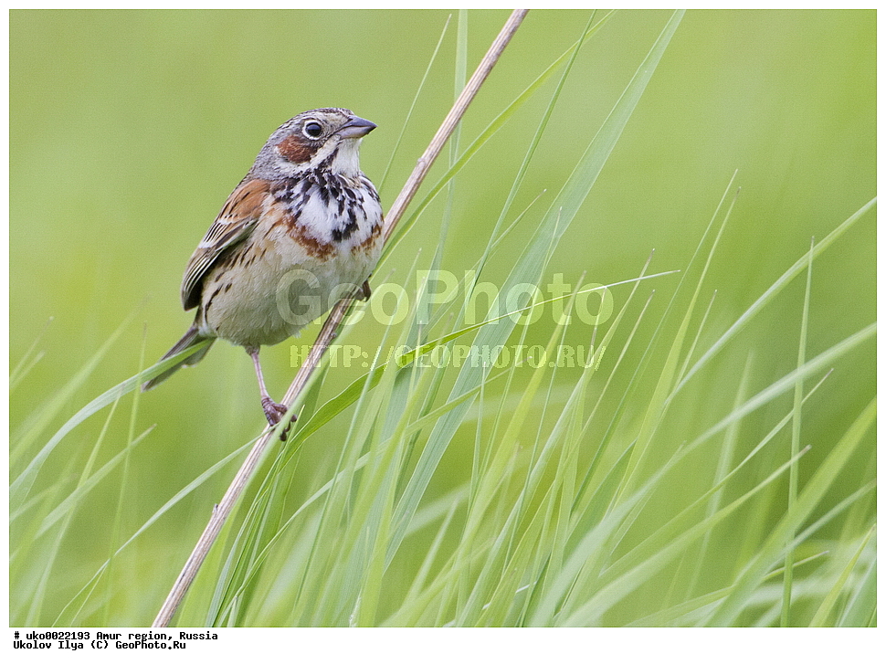 ������, �������� �������, ������� ������, ������, ��������, ��������, �����, �����, ��������, �����������, XYZ, ����������, Emberizidae, ����������� �������, Emberiza fucata