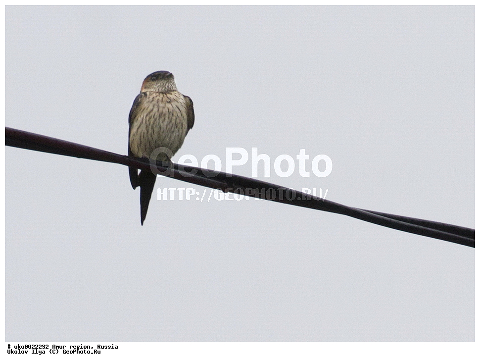 ������, �������� �������, ������� ������, ������, ��������, ��������, �����, �����, ��������, �����������, XYZ, �����������, Hirundinidae, �������������� ��������, �������� ��������, �������� ��������, Hirundo daurica, Cecropis daurica