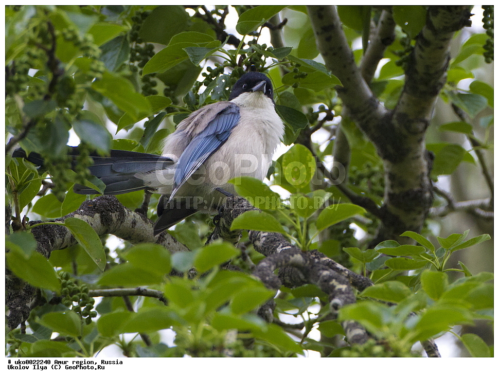 ������, �������� �������, ������� ������, ������, ��������, ��������, �����, �����, ��������, �����������, XYZ, ��������, ���������, Corvidae, ������� ������, Cyanopica cyana