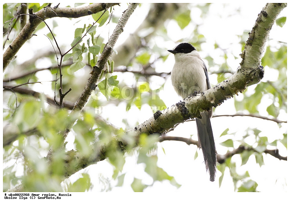 ������, �������� �������, ������� ������, ������, ��������, ��������, �����, �����, ��������, �����������, XYZ, ��������, ���������, Corvidae, ������� ������, Cyanopica cyana