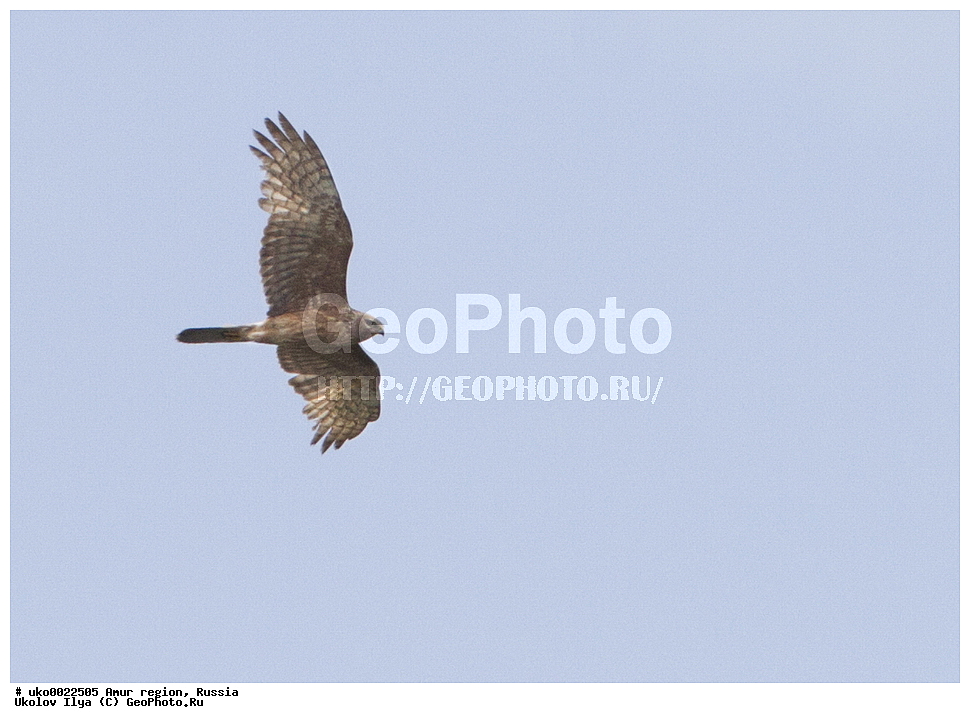 ����������, �������� �������, ������� ������, ������, ��������, ��������, �����, �����, ��������, �����������, ������ �����, ������ �����, XYZ, ����������, Accipitridae, ��������� �������� ����, Circus spilonotus