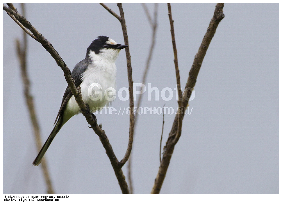 ����������, �������� �������, ������� ������, ������, ��������, ��������, �����, �����, ��������, �����������, XYZ, �������������, Campephagidae, ����� ���������, Pericrocotus divaricatus