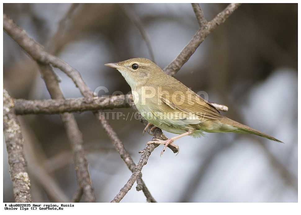 ����������, �������� �������, ������� ������, ������, ��������, ��������, �����, �����, ��������, �����������, XYZ, ���������, Sylviidae, ��������� ������������, Locustella tacsanowskia, Bradypterus taczanowskius