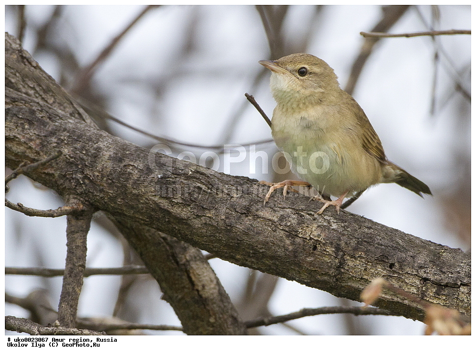 ����������, �������� �������, ������� ������, ������, ��������, ��������, �����, �����, ��������, �����������, XYZ, ���������, Sylviidae, ��������� ������������, Locustella tacsanowskia, Bradypterus taczanowskius