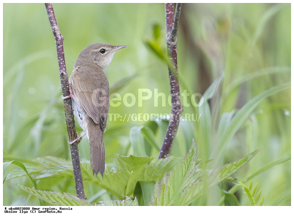 ����������, �������� �������, ������� ������, ������, ��������, ��������, �����, �����, ��������, �����������, XYZ, ���������, Sylviidae, ��������� ������������, Locustella tacsanowskia, Bradypterus taczanowskius