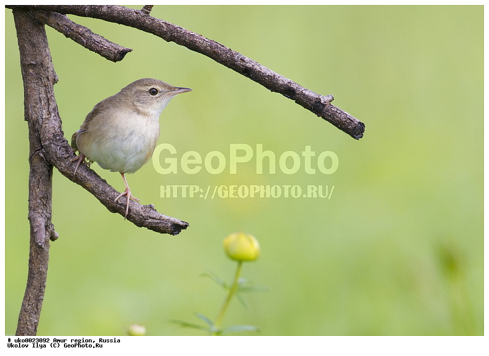 ����������, �������� �������, ������� ������, ������, ��������, ��������, �����, �����, ��������, �����������, XYZ, ���������, Sylviidae, ��������� ������������, Locustella tacsanowskia, Bradypterus taczanowskius