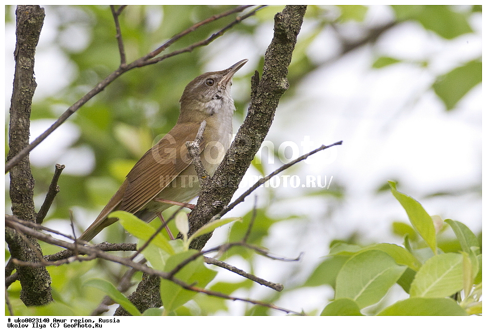 ������, �������� �������, ������� ������, ������, ��������, ��������, �����, �����, ��������, �����������, XYZ, ���������, Sylviidae, ������� �������, Locustella fasciolata,������ �������