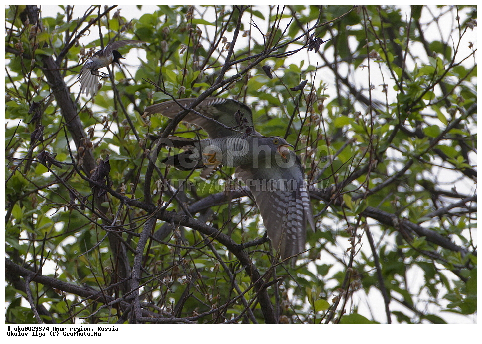 ����������, �������� �������, ������� ������, ������, ��������, ��������, �����, �����, ��������, �����������, XYZ, ����������, Cuculidae, ������������ �������, (Cculus canorus