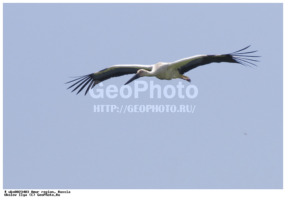 ����������, �������� �������, ������� ������, ������, ��������, ��������, �����, �����, ��������, �����������, XYZ, ��������, Ciconiidae, ��������������� ����, ����������� ����, ��������� ����, Ciconia boyciana