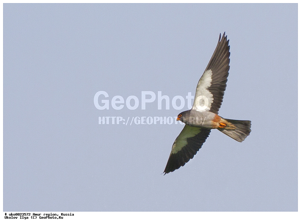 ����������, �������� �������, ������� ������, ������, ��������, ��������, �����, �����, ��������, �����������, ������ �����, ������ �����, XYZ, ���������, Falconidae, �������� ������, ��������� ������, Falco amurensis