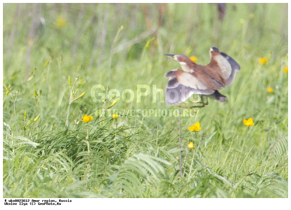  ����������, �������� �������, ������� ������, ������, ��������, ��������, �����, �����, ��������, �����������, XYZ, ��������, Ardeidae, �������� ������, �������� ����, Ixobrychus eurhythmus