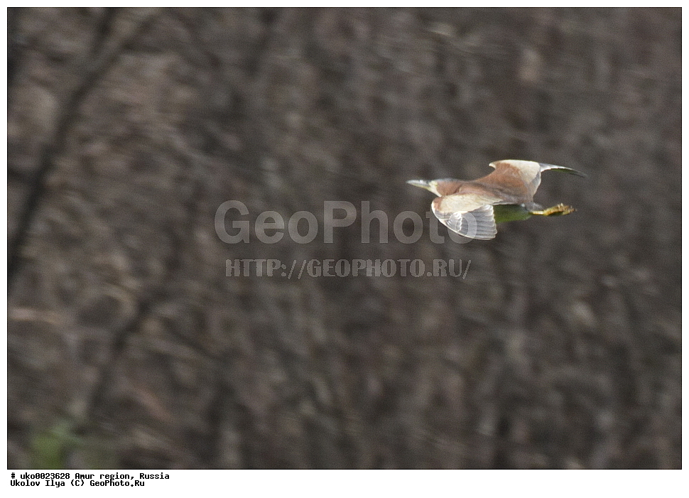  ����������, �������� �������, ������� ������, ������, ��������, ��������, �����, �����, ��������, �����������, XYZ, ��������, Ardeidae, �������� ������, �������� ����, Ixobrychus eurhythmus