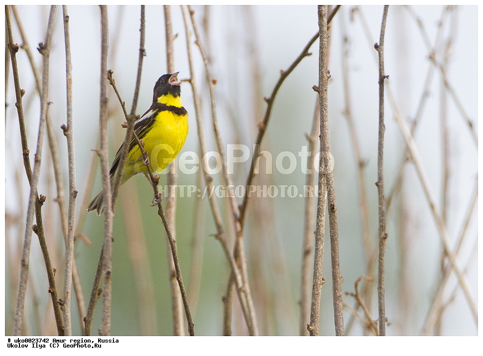 ����������, �������� �������, ������� ������, ������, ��������, ��������, �����, �����, ��������, �����������, XYZ, ����������, Emberizidae, ���������, Emberiza aureola, Ocyris aureolus