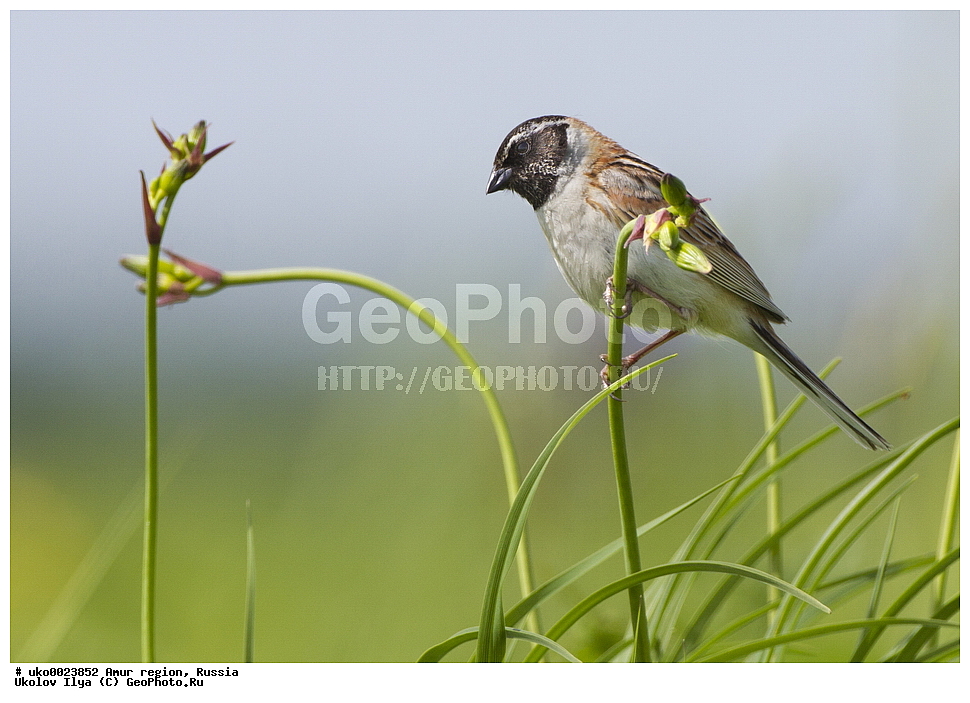 ����������, �������� �������, ������� ������, ������, ��������, ��������, �����, �����, ��������, �����������, XYZ, ����������, Emberizidae, ���������� �������, Emberiza yessoensis