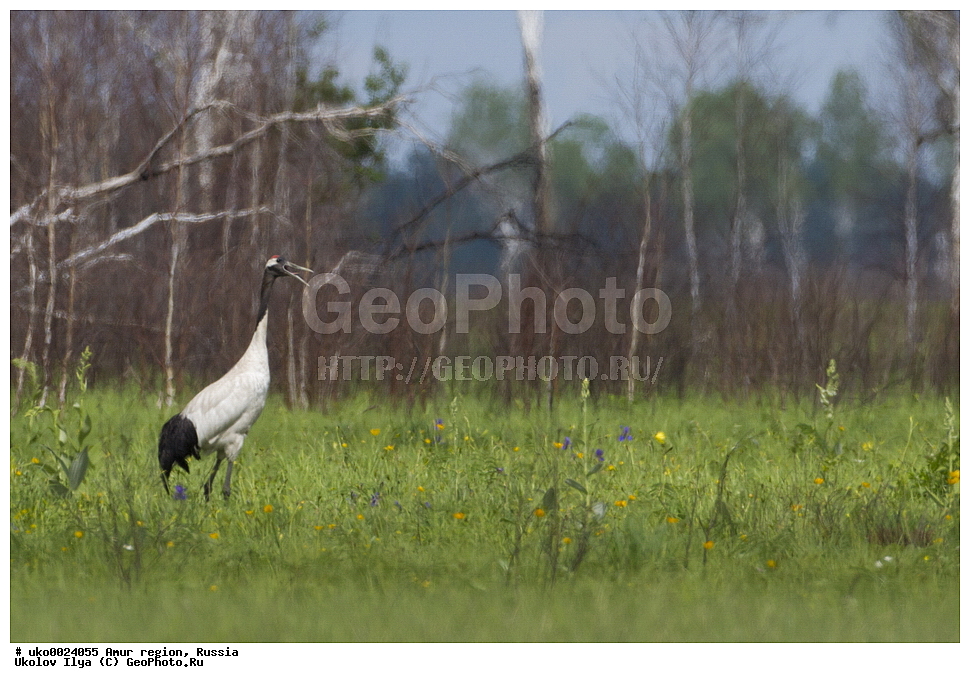 ����������, �������� �������, ������� ������, ������, ��������, ��������, �����, �����, ��������, �����������, XYZ, ����������, Gruidae, �������� �������, ����������� �������, ������������ �������, Grus japonensis