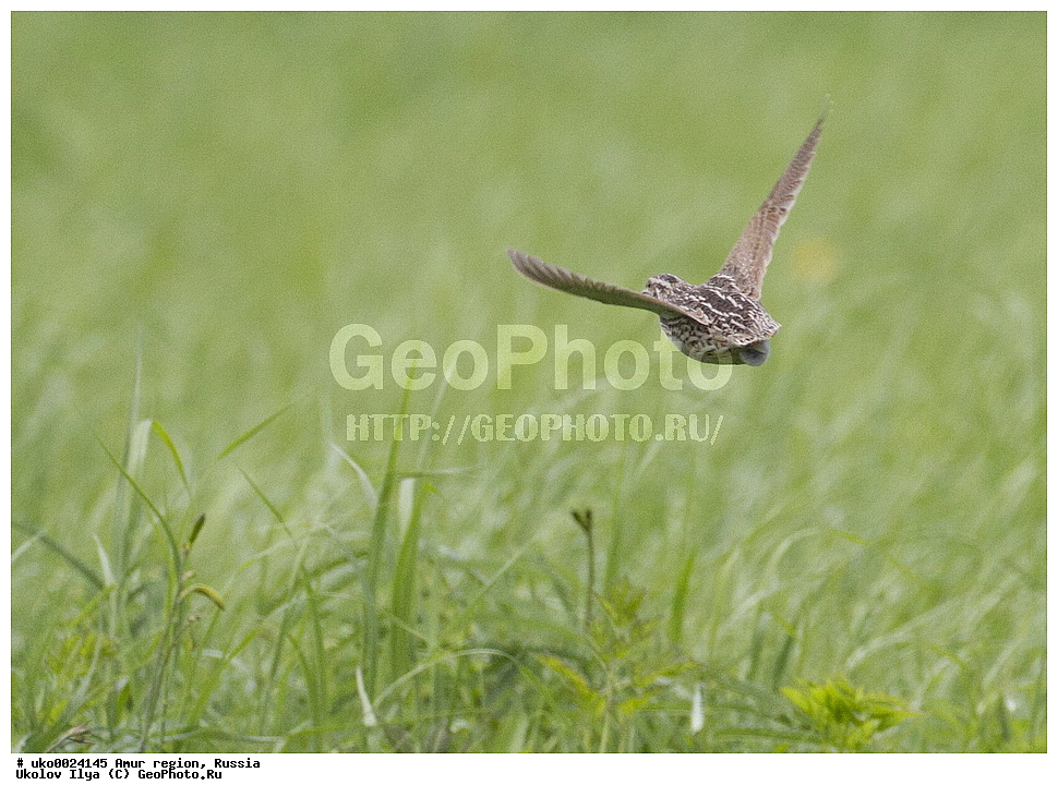 ����������, �������� �������, ������� ������, ������, ��������, ��������, �����, �����, ��������, �����������, XYZ, ���������, Phasianidae, ����� �������, �������� �������, Coturnix japonica