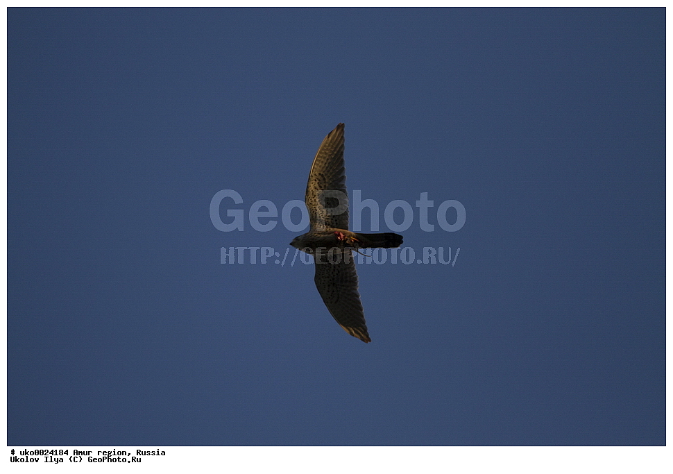 ����������, �������� �������, ������� ������, ������, ��������, ��������, �����, �����, ��������, �����������, ������ �����, ������ �����, XYZ, ���������, Falconidae, ������������ ���������, Falco tinnunculus